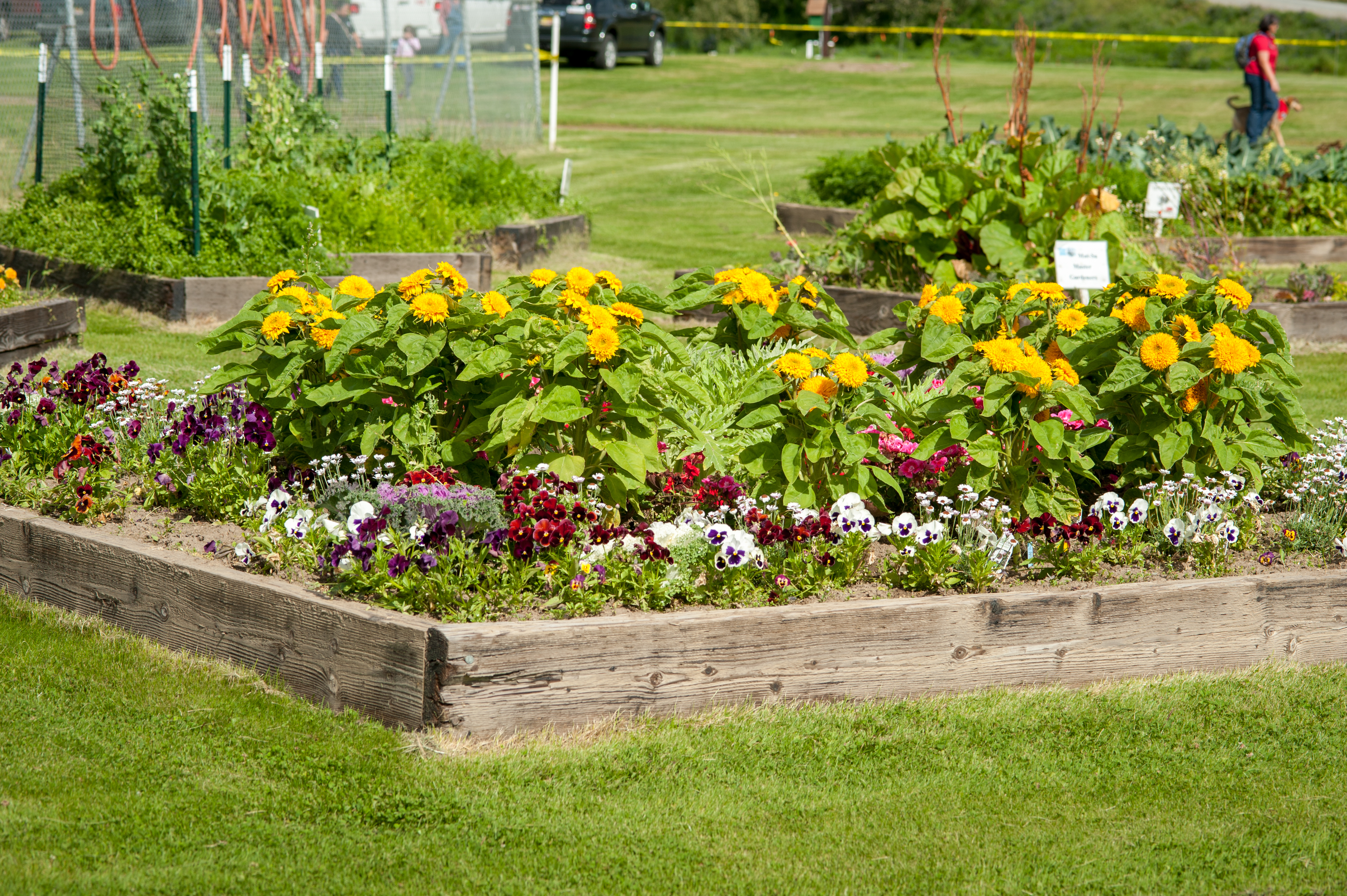 Raised bed flower plots at the Matanuska Experiment farm in Palmer, Alaska. Photo by Edwin Remsburg