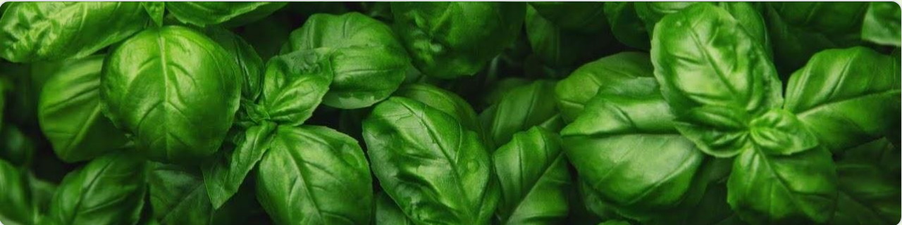 Photo of basil leaves