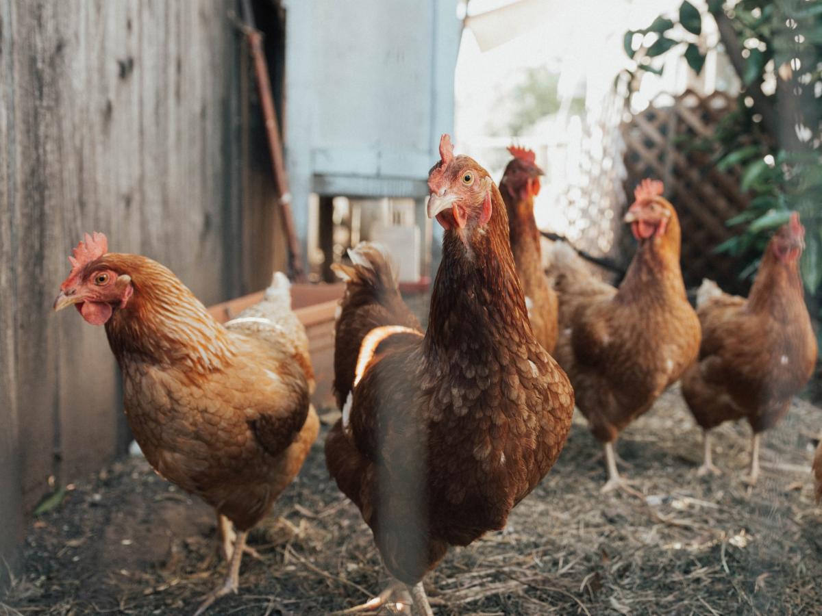 Photo of five chickens