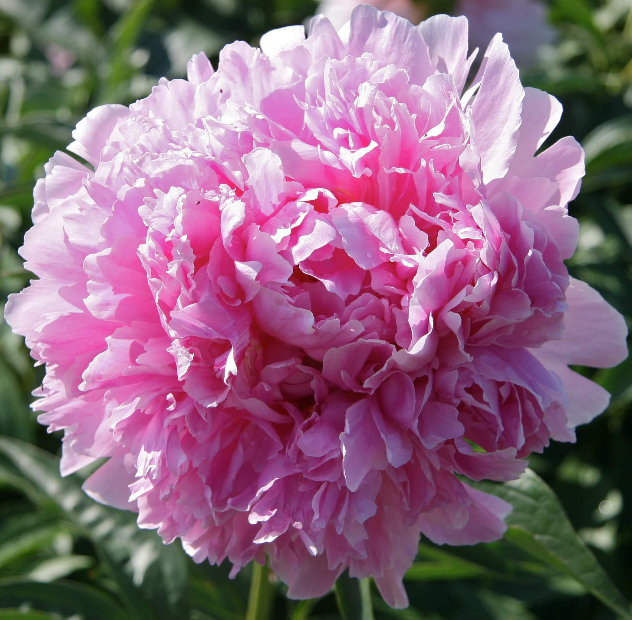 Pink peony in full bloom.