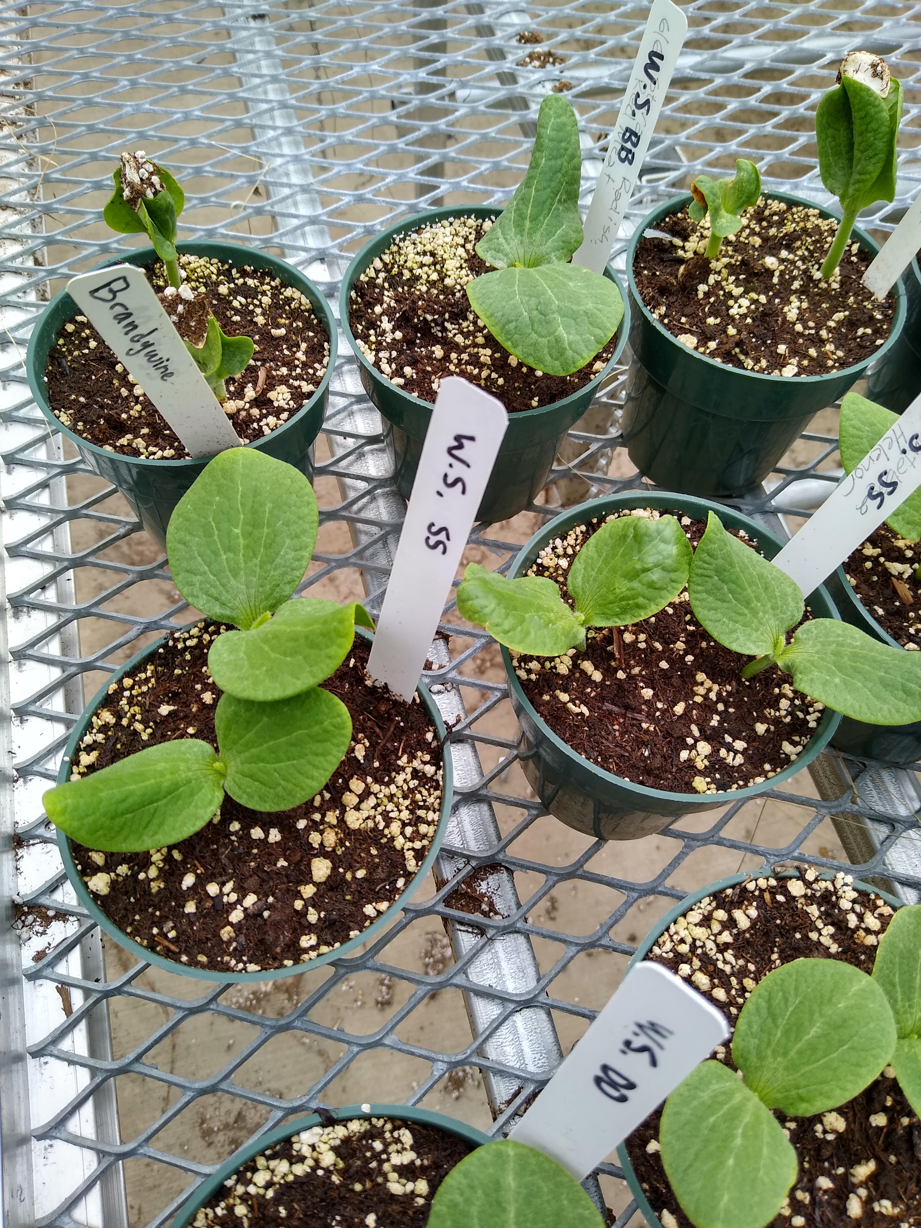 Photo of small pots with squash plant starters ready for transplanting.