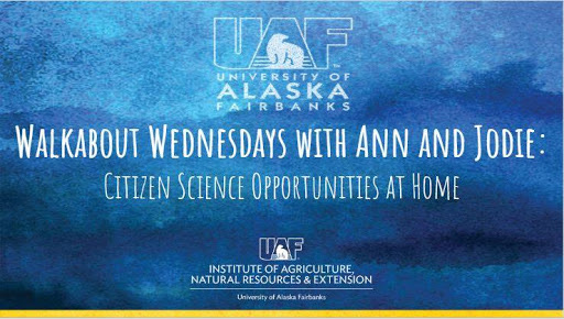 Image of UAF Walkabout Wednesdays flier