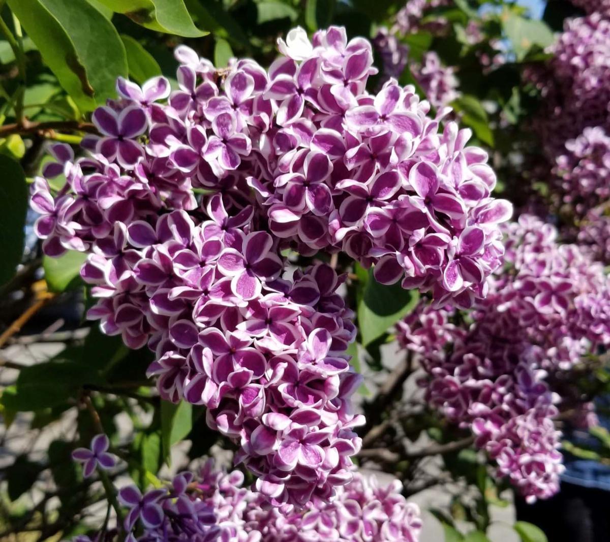 Photo of bicolored flowers of the Common lilac, Sensation.