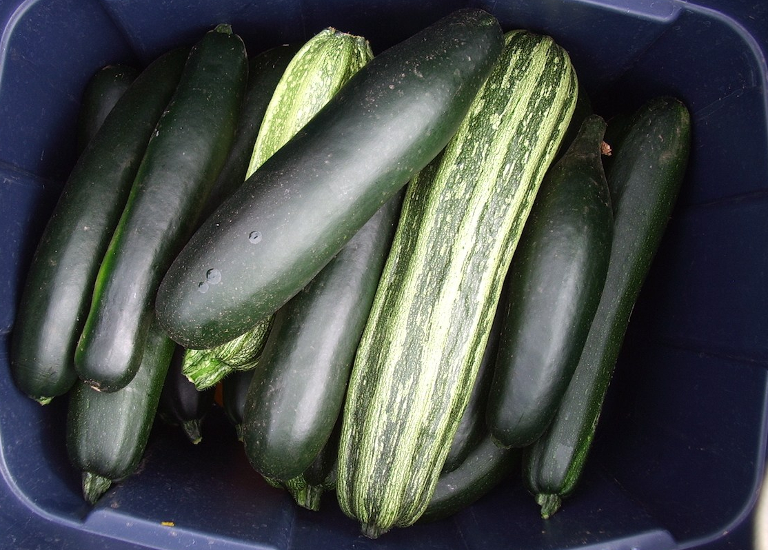 Different varieties of green and striped green zucchini harvested in a blue tote.