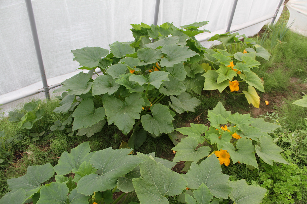 Flowering zucchini in a plastic high tunnel garden.