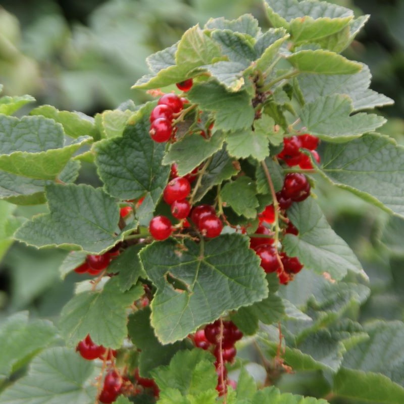 Red currant berries on a leafy green stem