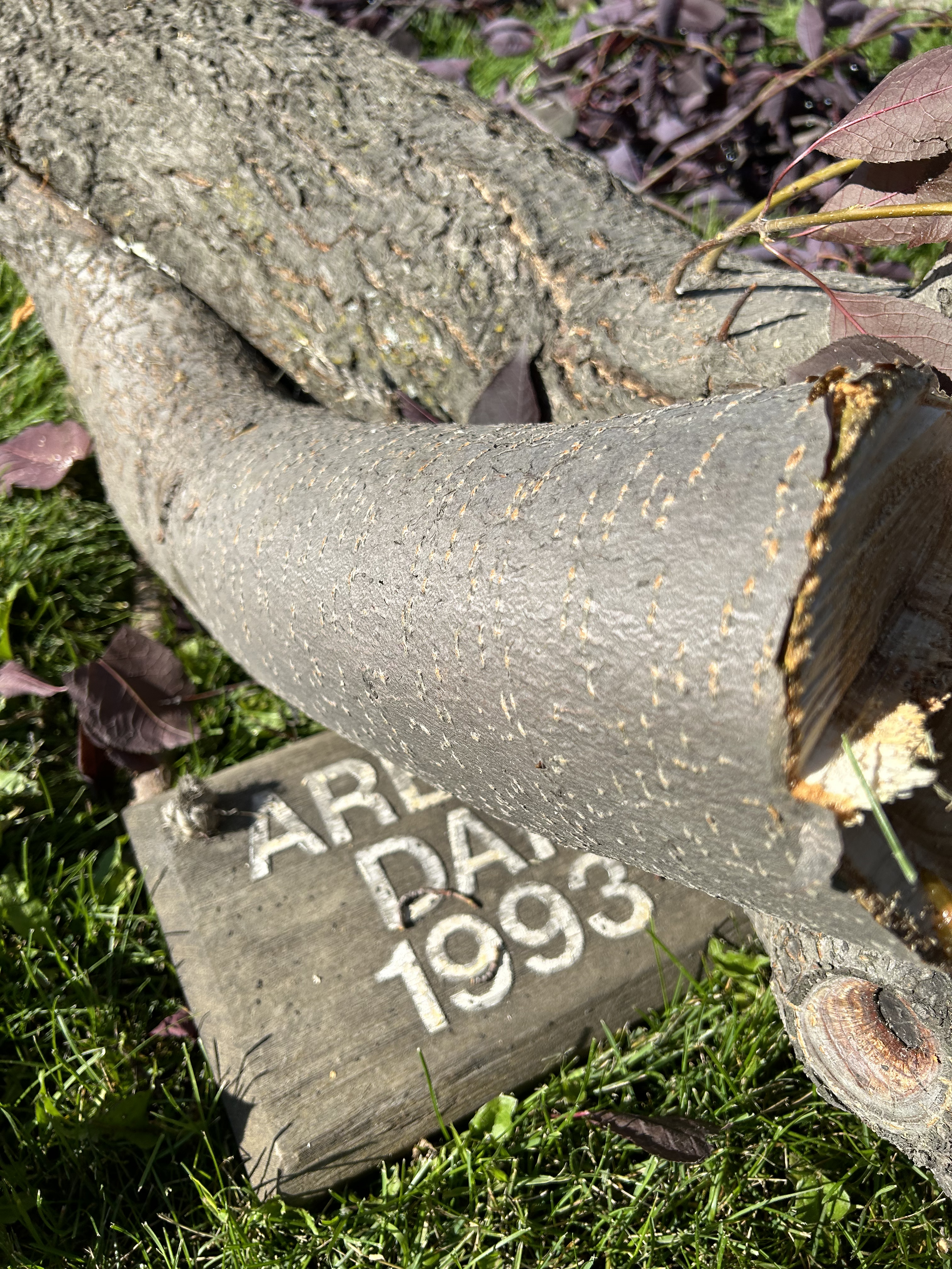 A sign "Arbor Day 1993" lies beneath cut branches of a chokecherry tree.