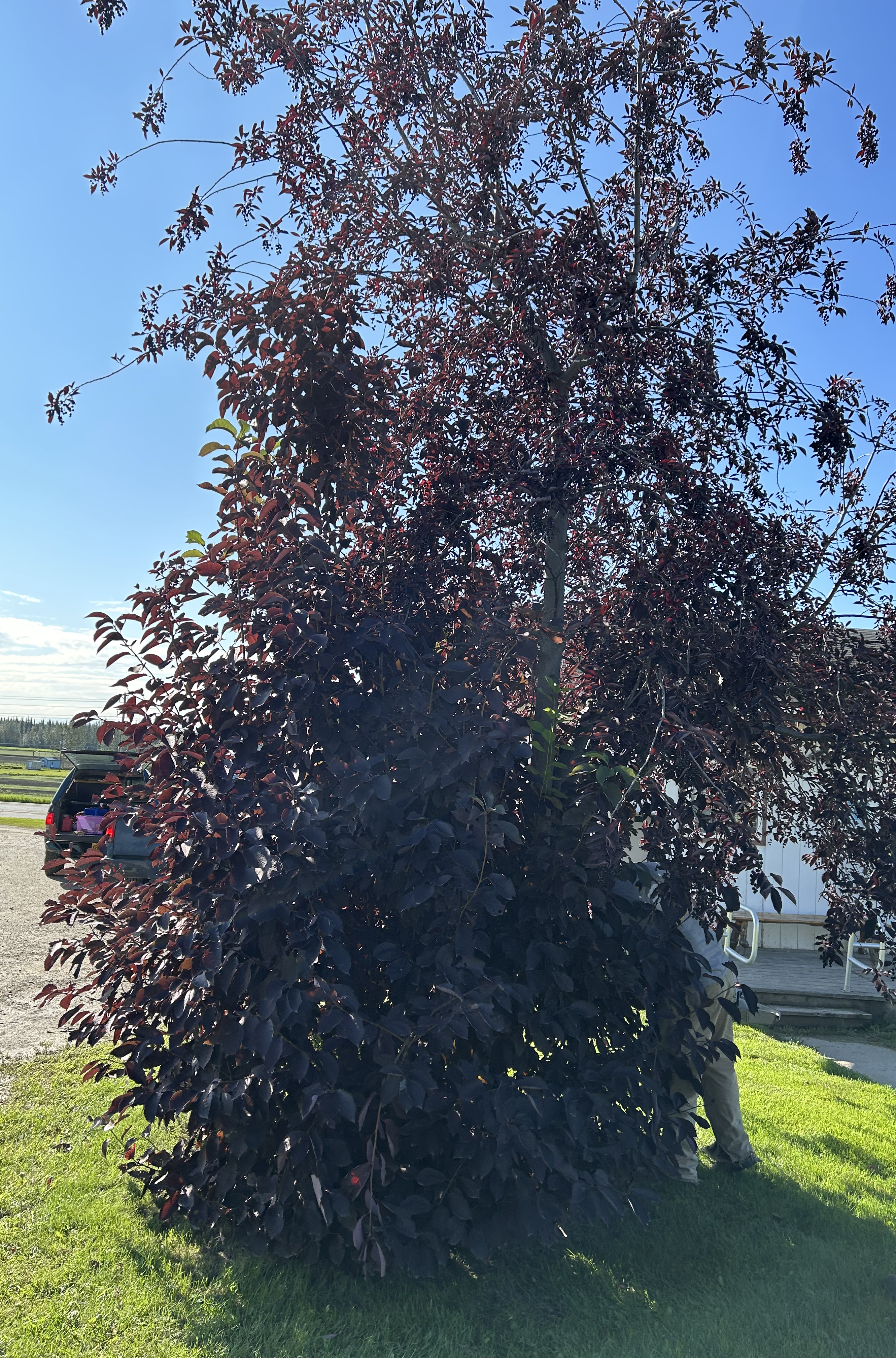 An overgrown chokecherry with purple leaves at the Fairbanks Experiment Farm