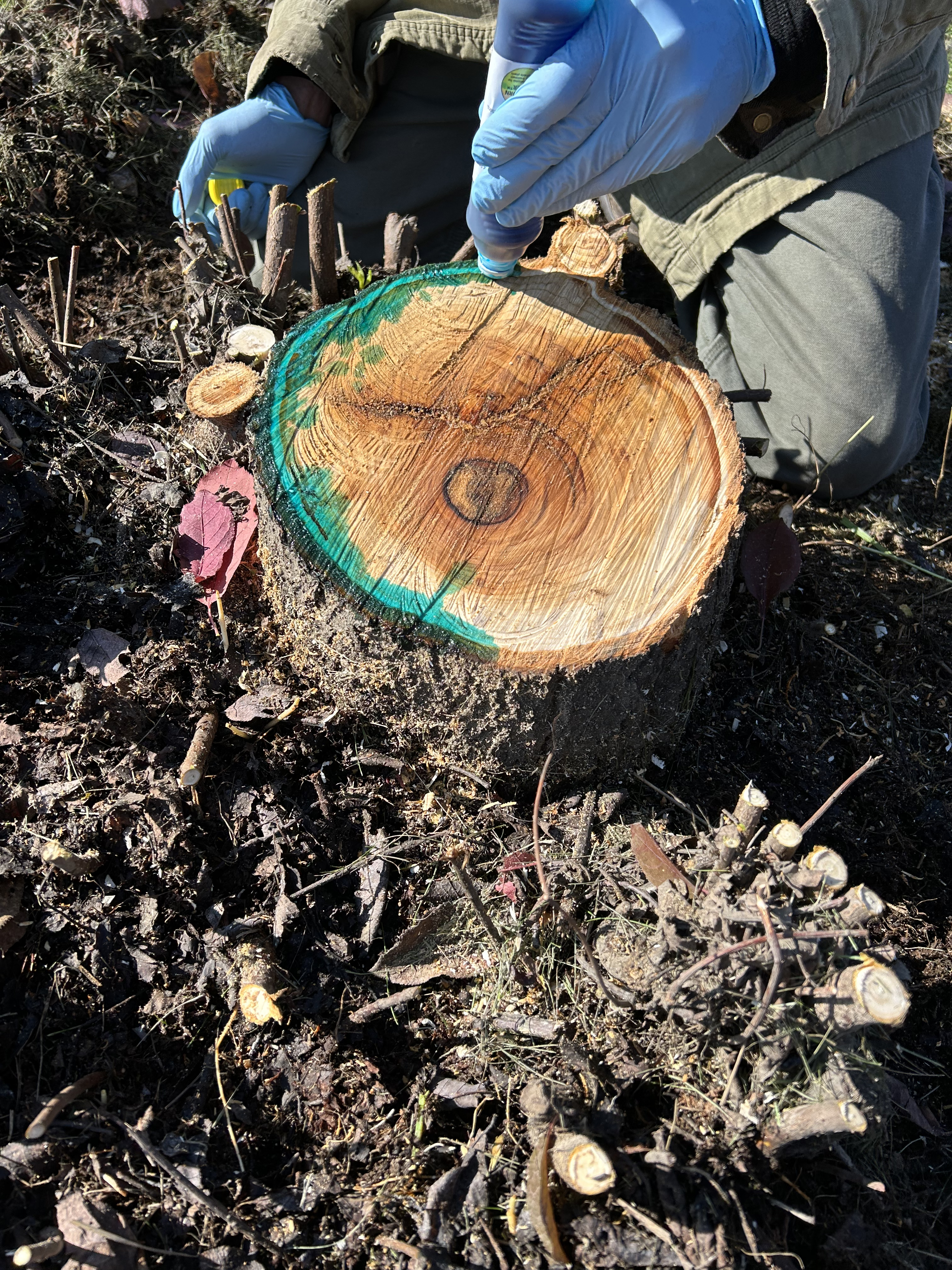 A person wearing blue protective gloves dabs a blue-colored herbicide on chokecherry stumps.