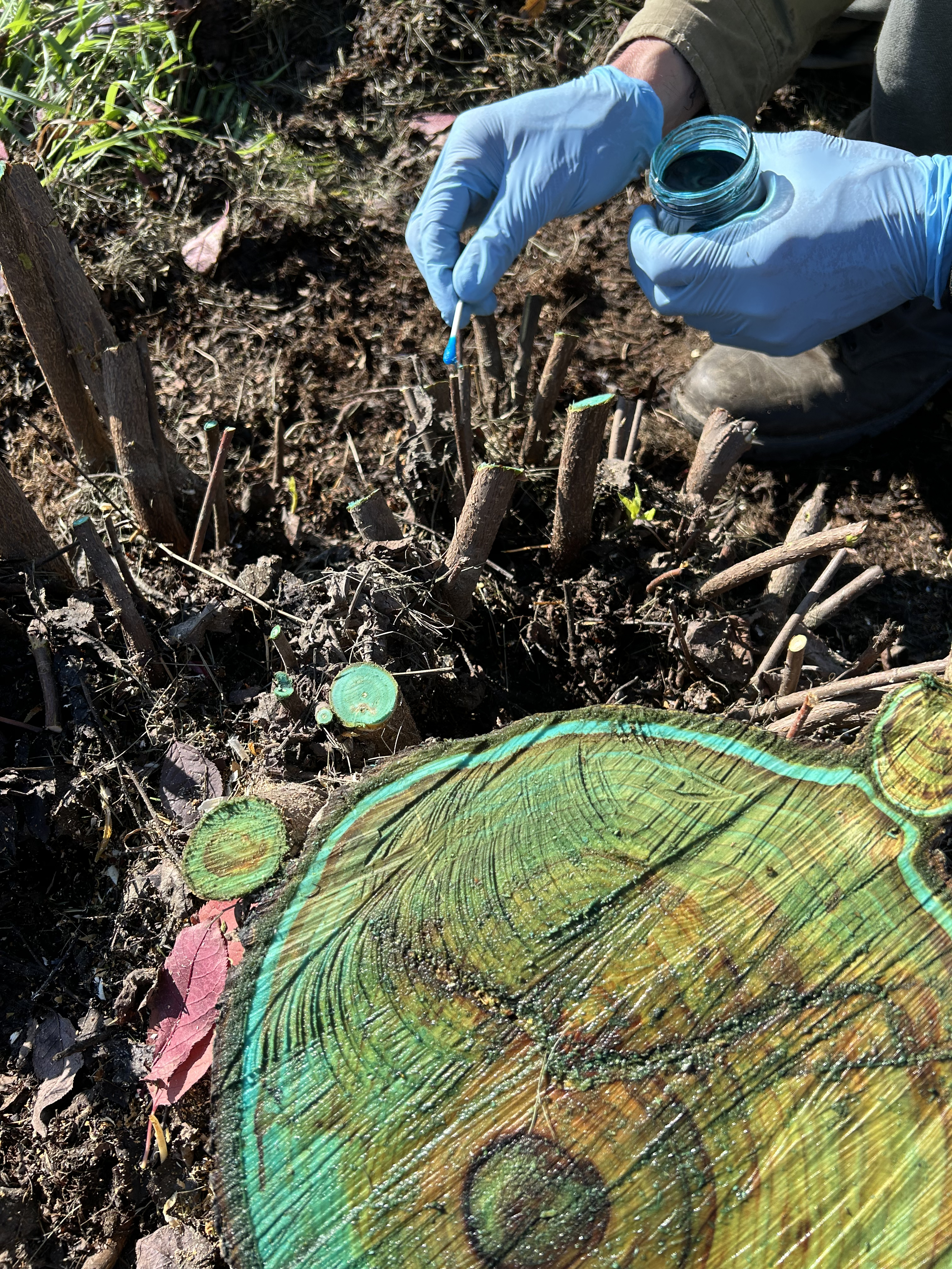 A person wearing blue protective gloves uses a cotton swap to dab a blue-colored herbicide on chokecherry suckers.