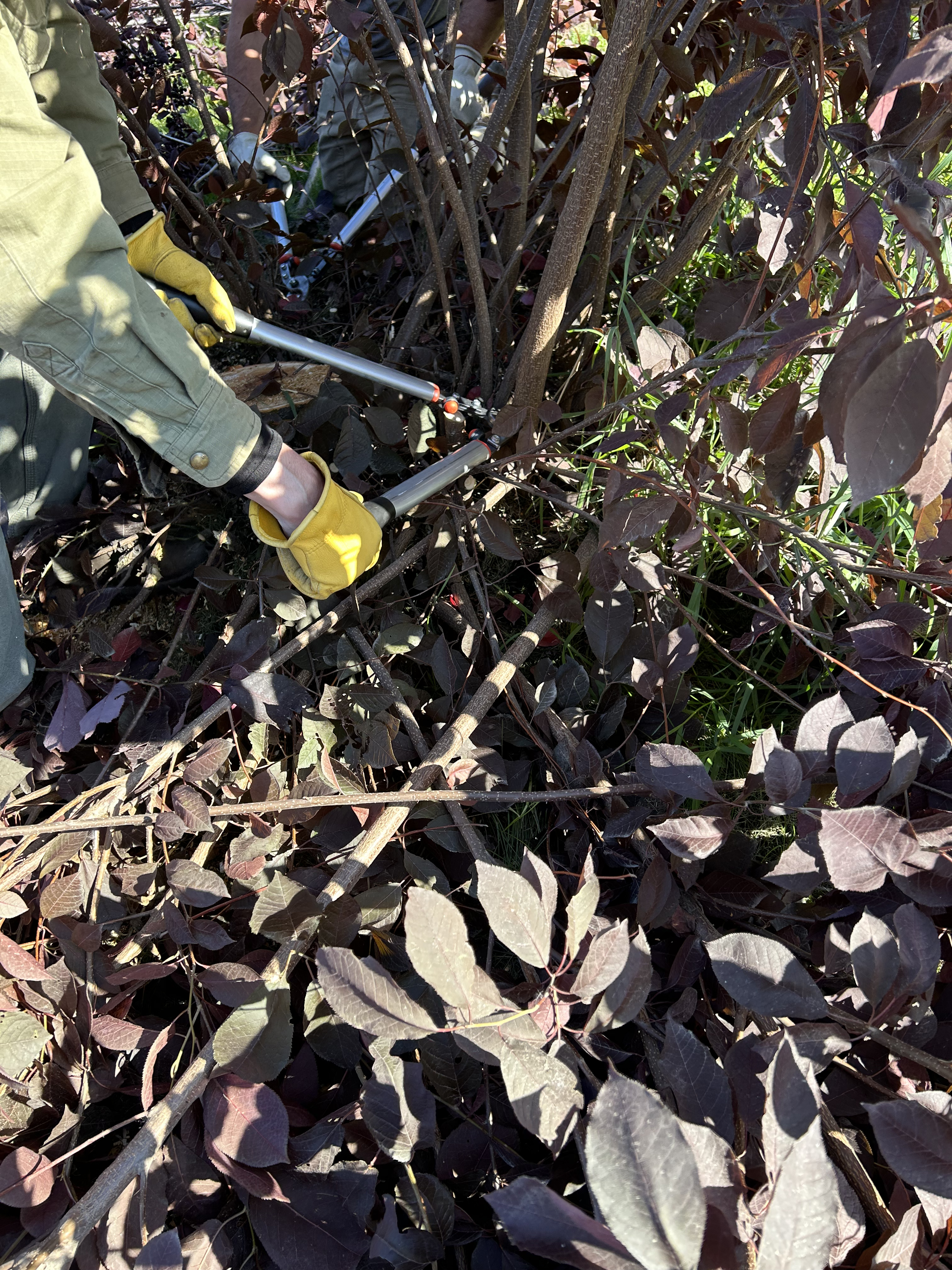 Two people using long-handled cutting tools lop off small chokecherry saplings.